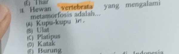 (E) Thar
Hewan vertebrata yang mengalami
metamorfosis adalah...
(A) Kupu-kupu 1n.
(8) Ulat
(C) Platipus
(D) Katak
(ξ) Burung