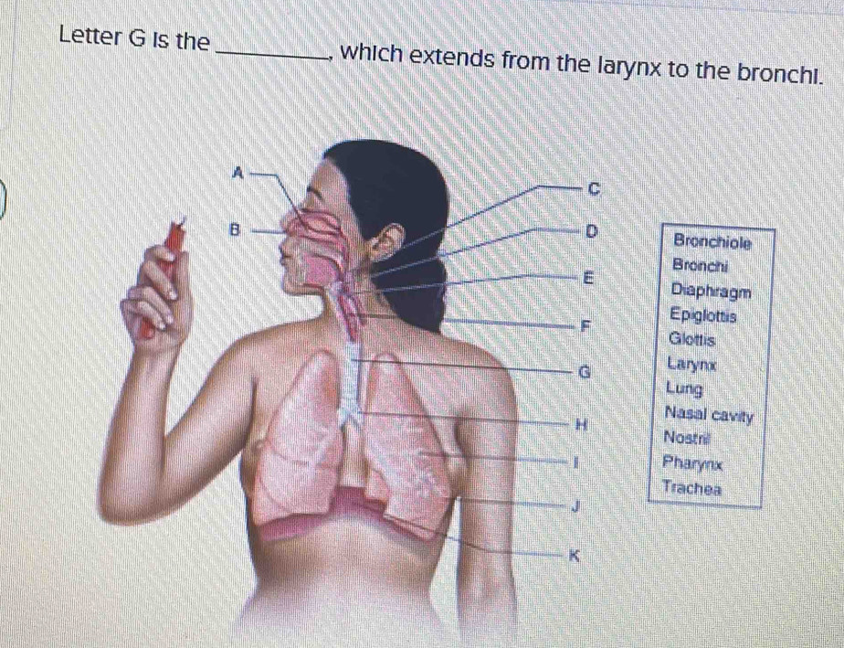 Letter G is the_ , which extends from the larynx to the bronchi.
Bronchiole
Bronchi
Diaphragm
Epiglottis
Glottis
Larynx
Lung
Nasal cavity
Nostrill
Pharynx
Trachea