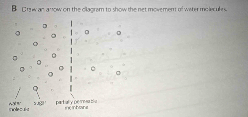 Draw an arrow on the diagram to show the net movement of water molecules.

o
water sugar partially permeable
molecule membrane