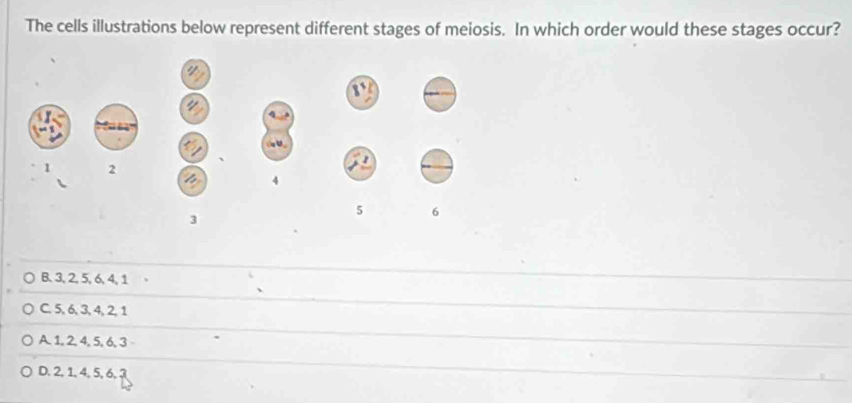 The cells illustrations below represent different stages of meiosis. In which order would these stages occur?
1 2
4
3
5 6
B. 3, 2, 5, 6, 4, 1 、
C. 5, 6, 3, 4, 2, 1
A. 1, 2, 4, 5, 6, 3
D. 2, 1, 4, 5, 6, 3