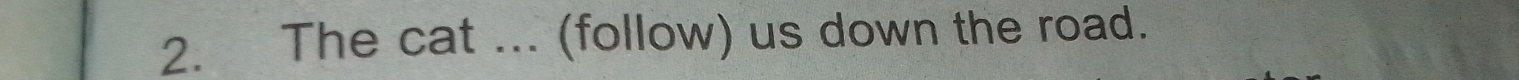 The cat ... (follow) us down the road.