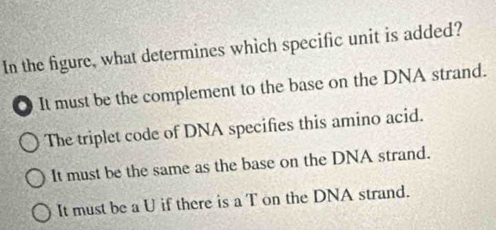 In the figure, what determines which specific unit is added?
0 It must be the complement to the base on the DNA strand.
The triplet code of DNA specifies this amino acid.
It must be the same as the base on the DNA strand.
It must be a U if there is a T on the DNA strand.