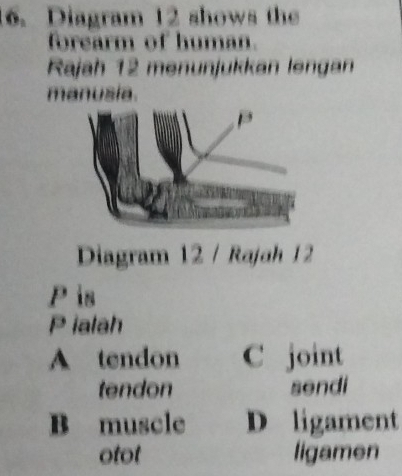 Diagram 12 shows the
forearm of human.
Rajah 12 menunjukkan lengan
manusia.
Diagram 12 / Rajah 12
P is
Pialah
A tendon C joint
tendon sendi
B muscle D ligament
otot ligamen