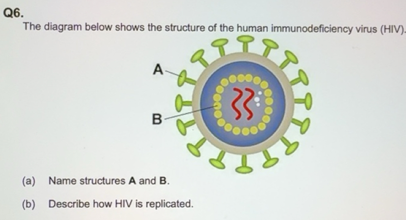 Solved: The diagram below shows the structure of the human ...