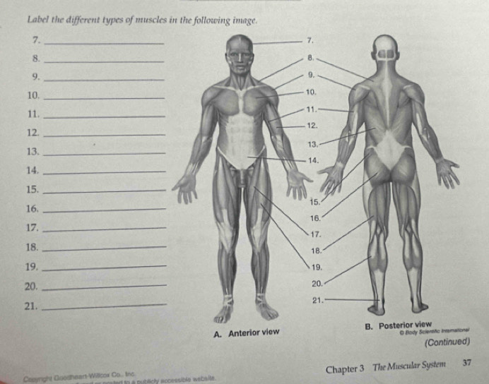 Label the different types of muscles in the following image. 
7._ 
8._ 
9._ 
10. 
11. 
12. 
13._ 
14._ 
15._ 
16. 
17. 
18. 
19. 
20. 
21. 
Chapter 3 The Muscular System 37 
Capyright Quosheart-Willcox Co.. tnc. ted to a publicly accessible wabsite.