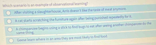 Which scenario is an example of observational learning?
After visiting a slaughterhouse, Arris doesn't like the taste of meat anymore.
A cat starts scratching the furniture again after being punished repeatedly for it.
A chimpanzee begins using a stick to find bugs to eat after seeing another chimpanzee do the
same thing.
Geese learn where in an area they are most likely to find food.