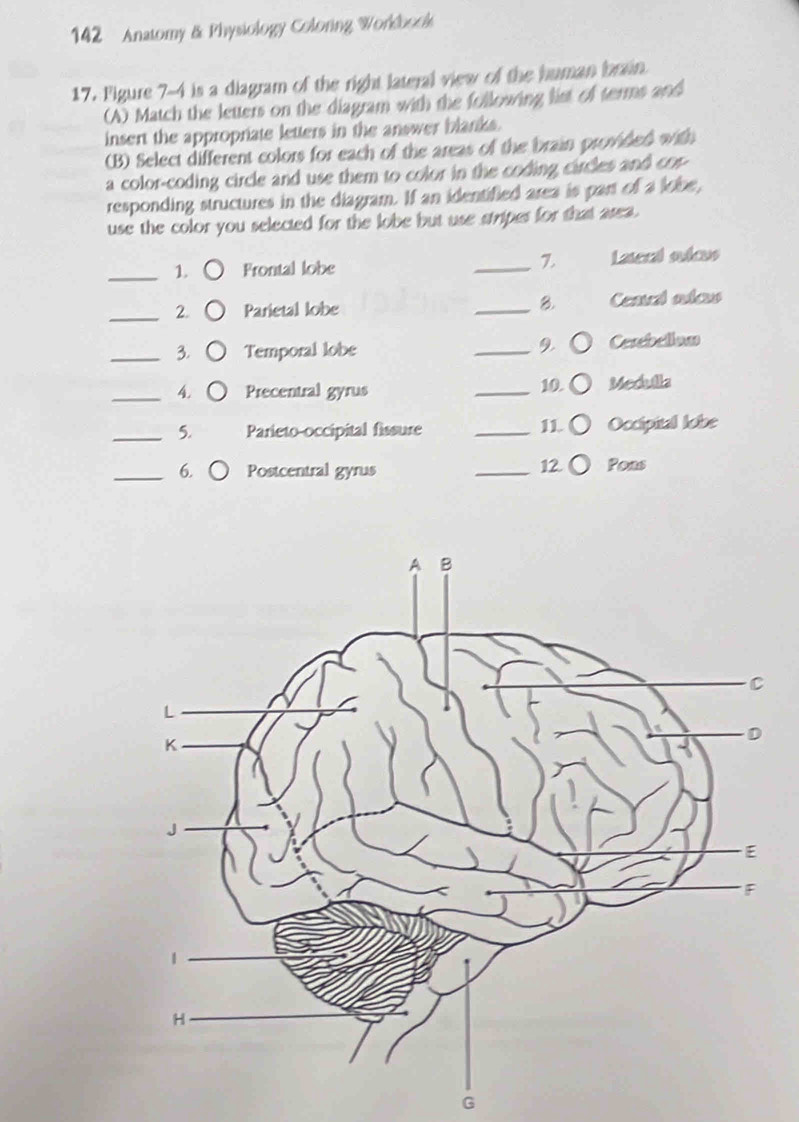 142 Anatomy & Physiology Coloring Workbook 
17. Pigure 7-4 is a diagram of the right lateral view of the human brain. 
(A) Match the letters on the diagram with the following list of terms and 
insert the appropriate letters in the answer blanks. 
(B) Select different colors for each of the areas of the brain provided with 
a color-coding circle and use them to color in the coding circles and cor- 
responding structures in the diagram. If an identified area is part of a lobe, 
use the color you selected for the lobe but use stripes for that asea. 
7. 
_1. Frontal lobe _Laseral ouleus 
B. 
_2. Parietal lobe _Ceacal aders 
9. 
_3. Temporal lobe _Cerebellow 
_A. Precentral gyrus _10. Medulla 
_5. Parieto-occipital fissure _11. Occipital lobe 
_6. Postcentral gyrus _12. Poas 
G