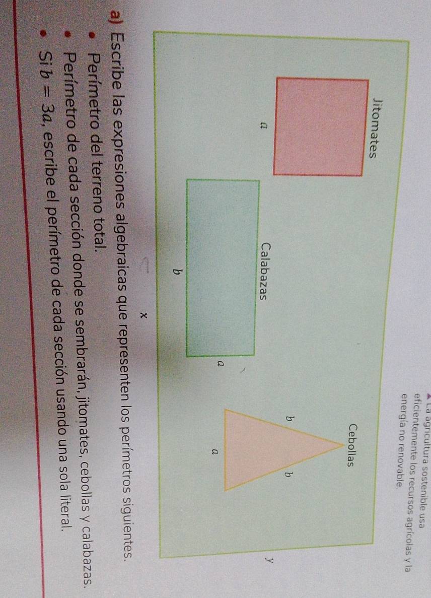 à La agricultura sostenible usa 
eficientemente los recursos agrícolas y la 
energía no renovable. 
Jitomates 
a 
y 
χ 
a) Escribe las expresiones algebraicas que representen los perímetros siguientes. 
Perímetro del terreno total. 
Perímetro de cada sección donde se sembrarán, jitomates, cebollas y calabazas.
Sib=3a , escribe el perímetro de cada sección usando una sola literal.