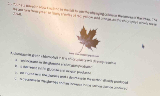 Tourists travel to New England in the fall to see the changing colors in the leaves of the trees. The
down.
leaves turn from green to many shades of red, yellow, and orange, as the chlorophyll slowly reaks
A decrease in green chlorophyll in the chloroplasts will directly result in
a. an increase in the glucose and oxygen produced
b. a decrease in the glucose and oxygen produced
c. an increase in the glucose and a decrease in the carbon dioxide produced
d. a decrease in the glucose and an increase in the carbon dioxide produced