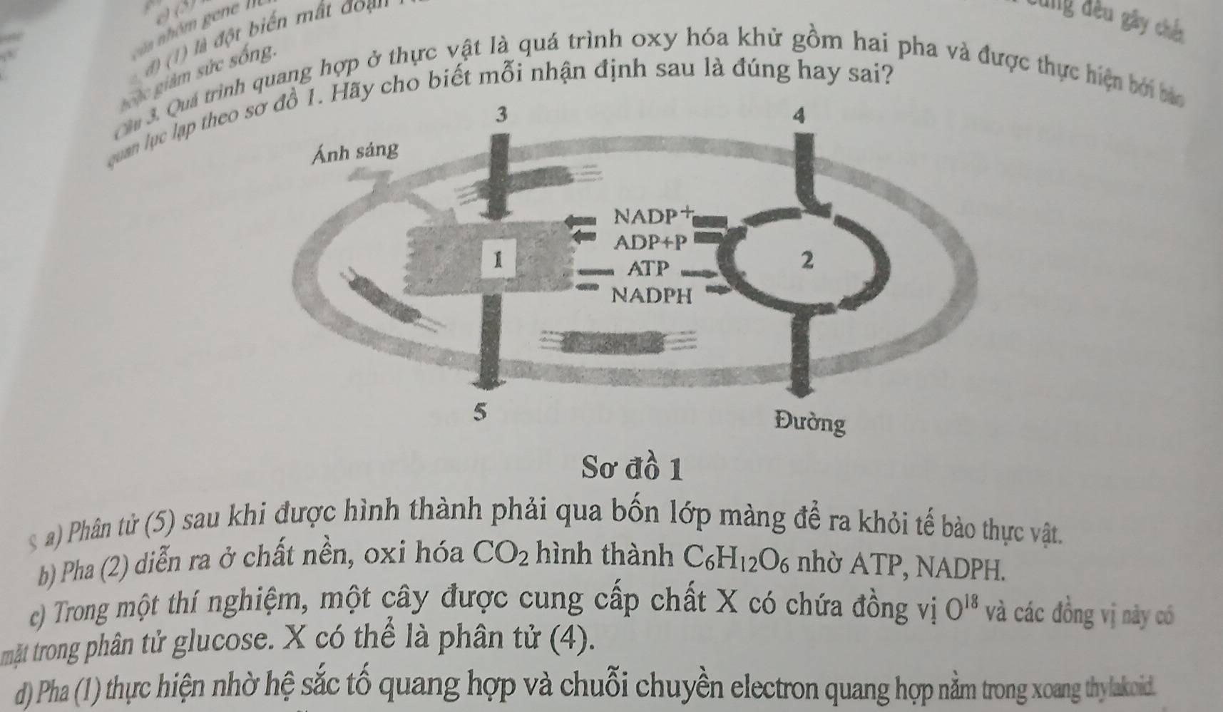 (  à ột biến mắt đ  ạ  
dùng đều gây chến
,
goặc giám sức sống
Cr3. Quả trình quang hợp ở thực vật là quá trình oxy hóa khử gồm hai pha và được thực hiện bởi bảa
quan lục lạp theoãy cho biết mỗi nhận định sau là đúng hay sai?
Sơ đồ 1
Phân tử (5) sau khi được hình thành phải qua bốn lớp màng để ra khỏi tế bảo thực vật.
b) Pha (2) diễn ra ở chất nền, oxi hóa CO_2 hình thành C_6H_12O_6 nhờ ATP, NADPH.
c) Trong một thí nghiệm, một cây được cung cấp chất X có chứa đồng vị O^(18) và các đồng vị này có
tmật trong phân tử glucose. X có thể là phân tử (4).
d) Pha (1) thực hiện nhờ hệ sắc tố quang hợp và chuỗi chuyền electron quang hợp nằm trong xoang thylakoid.