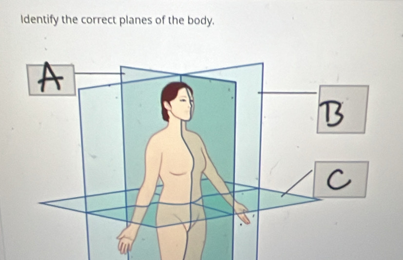 Identify the correct planes of the body.