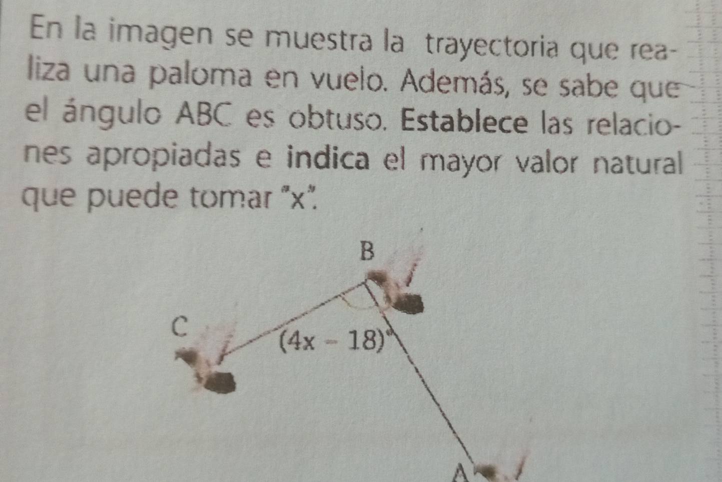 En la imagen se muestra la trayectoria que rea-
liza una paloma en vuelo. Además, se sabe que
el ángulo ABC es obtuso. Establece las relacio-
nes apropiadas e indica el mayor valor natural
que puede tomar "x.