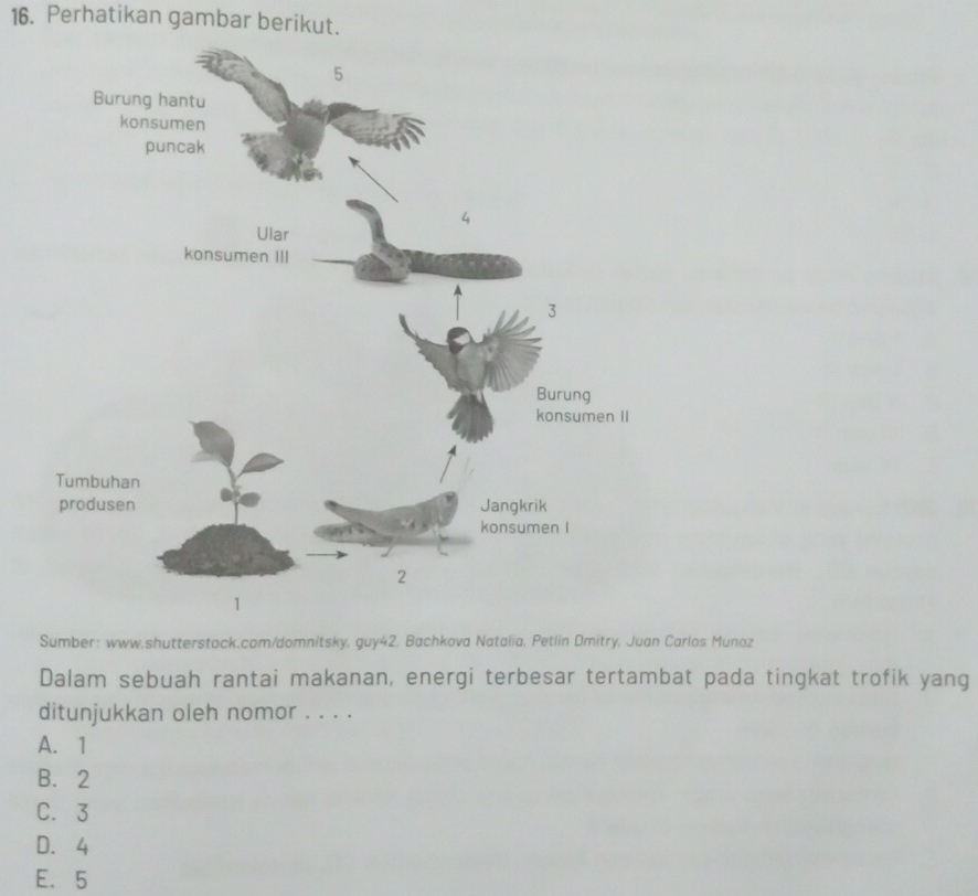 Perhatikan gambar berikut.
Sumber: www.shutterstock.com/domnitsky, guy42, Bachkova Natalia, Petlin Dmitry, Juan Carlos Munoz
Dalam sebuah rantai makanan, energi terbesar tertambat pada tingkat trofik yang
ditunjukkan oleh nomor . . . .
A. 1
B. 2
C. 3
D. 4
E. 5