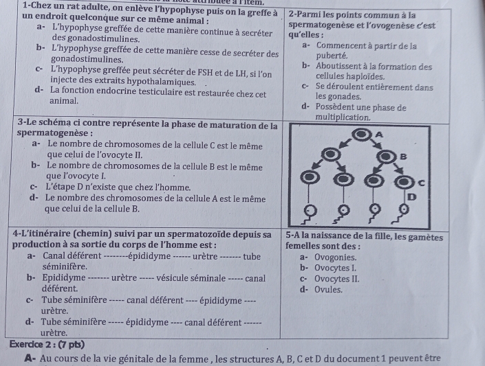 atrbuee a ritem.
1-Chez un rat adulte, on enlève l'hypophyse puis on la greffe à 2-Parmi les points commun à la
un endroit quelconque sur ce même animal : spermatogenèse et l'ovogenèse c'est
a- L'hypophyse greffée de cette manière continue à secréter qu'elles :
des gonadostimulines. a- Commencent à partir de la
b- L'hypophyse greffée de cette manière cesse de secréter des puberté.
gonadostimulines. b- Aboutissent à la formation des
c- L'hypophyse greffée peut sécréter de FSH et de LH, si l’on cellules haploïdes.
injecte des extraits hypothalamiques. c- Se déroulent entièrement dans
d- La fonction endocrine testiculaire est restaurée chez cet les gonades.
animal. d- Possèdent une phase de
multiplication.
3-Le schéma ci contre représente la phase de maturation de la
spermatogenèse : 
a- Le nombre de chromosomes de la cellule C est le même
que celui de l’ovocyte II.
b- Le nombre de chromosomes de la cellule B est le même
que l’ovocyte I.
c- L’étape D n’existe que chez l’homme.
d- Le nombre des chromosomes de la cellule A est le même
que celui de la cellule B.
4-L'itinéraire (chemin) suivi par un spermatozoïde depuis sa 5-A la naissance de la fille, les gamètes
production à sa sortie du corps de l’homme est : femelles sont des :
a- Canal déférent --------épididyme ------ urètre ------- tube a- Ovogonies.
séminifère. b- Ovocytes 1.
b- Epididyme ------- urètre ----- vésicule séminale ----- canal c- Ovocytes II.
déférent. d- Ovules.
c- Tube séminifère ----- - canal déférent ---- épididyme ----
urètre.
d- Tube séminifère ----- épididyme ---- canal déférent ------
urètre.
Exercice 2 : (7 pts)
A - Au cours de la vie génitale de la femme , les structures A, B, C et D du document 1 peuvent être