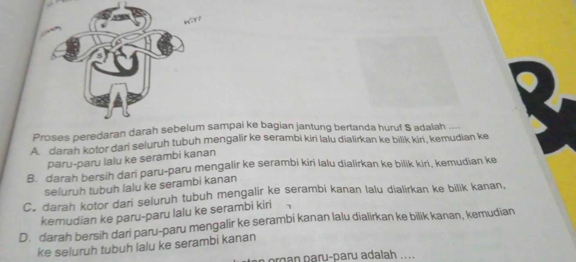 Proses peredaran sampai ke bagian jantung bertanda huruf S adalah ....
A. darah kotor dari seluruh tubuh mengalir ke serambi kiri lalu dialirkan ke bilik kiri, kemudian ke
paru-paru lalu ke serambi kanan
B. darah bersih dari paru-paru mengalir ke serambi kiri Ialu dialirkan ke bilik kiri, kemudian ke
seluruh tubuh lalu ke serambi kanan
C. darah kotor dari seluruh tubuh mengalir ke serambi kanan lalu dialirkan ke bilik kanan,
kemudian ke paru-paru lalu ke serambi kiri
D. darah bersih dari paru-paru mengalir ke serambi kanan lalu dialirkan ke bilik kanan, kemudian
ke seluruh tubuh lalu ke serambi kanan
n organ paru-paru adalah ....