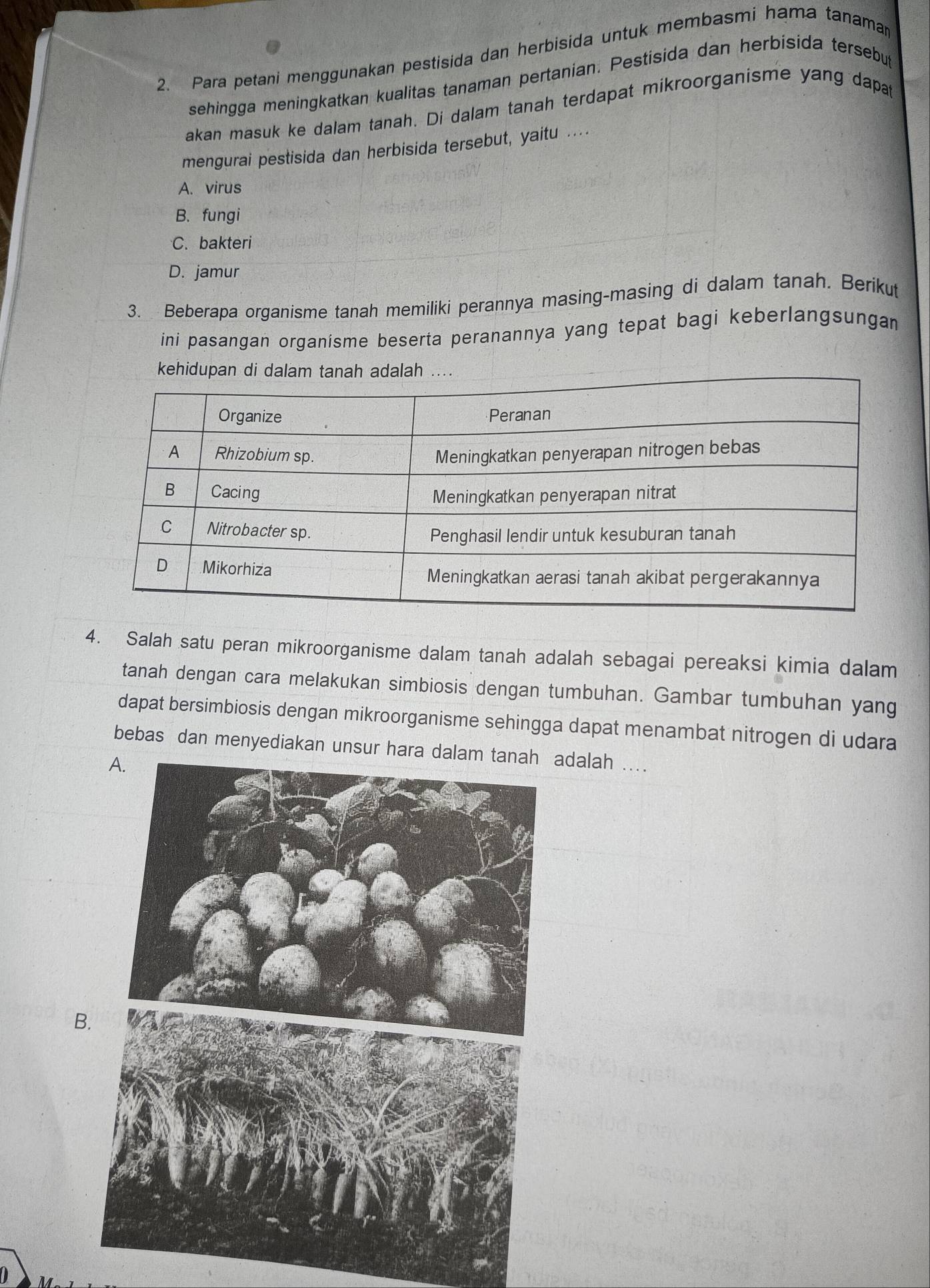 Para petani menggunakan pestisida dan herbisida untuk membasmi hama tanaman
sehingga meningkatkan kualitas tanaman pertanian. Pestisida dan herbisida tersebut
akan masuk ke dalam tanah. Di dalam tanah terdapat mikroorganisme yang dapat
mengurai pestisida dan herbisida tersebut, yaitu ....
A. virus
B. fungi
C. bakteri
D. jamur
3. Beberapa organisme tanah memiliki perannya masing-masing di dalam tanah. Berikut
ini pasangan organisme beserta peranannya yang tepat bagi keberlangsungan
4. Salah satu peran mikroorganisme dalam tanah adalah sebagai pereaksi kimia dalam
tanah dengan cara melakukan simbiosis dengan tumbuhan. Gambar tumbuhan yang
dapat bersimbiosis dengan mikroorganisme sehingga dapat menambat nitrogen di udara
bebas dan menyediakan unsur hara dalam dalah ....