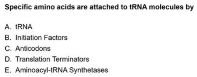 Specific amino acids are attached to tRNA molecules by
A. tRNA
B. Initiation Factors
C. Anticodons
D. Translation Terminators
E. Aminoacyl-tRNA Synthetases