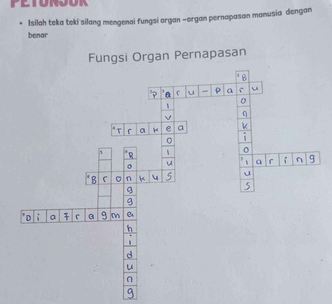 PETONJOR 
Isilah teka teki silang mengenai fungsi organ -organ pernapasan manusia dengan 
benar 
an Pernapasan