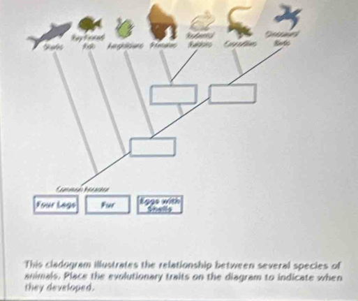 Four Lage For Eggs with 

This cladogram illustrates the relationship between several species of 
animals. Place the evolutionary traits on the diagram to indicate when 
they developed.