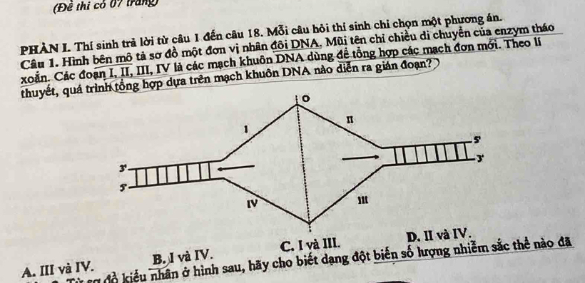 (Đề thi có 07 trang)
PHÀN I. Thí sinh trả lời từ câu 1 đến câu 18. Mỗi câu hỏi thí sinh chỉ chọn một phương án.
Câu 1. Hình bên mô tả sơ đồ một đơn vị nhân đôi DNA, Mũi tên chỉ chiều di chuyển của enzym tháo
xoắn. Các đoạn I, II, III, IV là các mạch khuôn DNA dùng đề tổng hợp các mạch đơn mới. Theo lí
thuyết, quá trình tổng hợp dựa trên mạch khuôn DNA nào diễn ra gián đoạn?
A. III và IV. B. I và IV. C. I và III.
tợ đồ kiểu nhân ở hình sau, hãy cho biết dạng đột biến số lượng nhiễm sắc thể nào đã