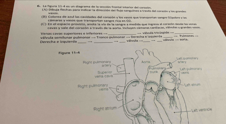 La figura 11-4 es un diagrama de la sección frontal interior del corazón. 
(A) Dibuja flechas para indicar la dirección del flujo sanguíneo a través del corazón y los grandes 
vasos. 
(B) Colorea de azul las cavidades del corazón y los vasos que transportan sangre 02pobre y las 
cámaras y vasos que transportan sangre rica en 02. 
(C) En el espacio provisto, anote la vía de la sangre a medida que ingresa al corazón desde las venas 
cavas y sale del corazón a través de la aorta. Incluyen cámaras cardíacas, válvulas y grandes vasos. 
Venas cavas superiores e inferiores _== válvula tricúspide __ 
válvula semilunar pulmonar → Tronco pulmonar → Derecha e izquierda _Pulmones 
Derecha e izquierda_ __válvula _→ _válvula → aorta.