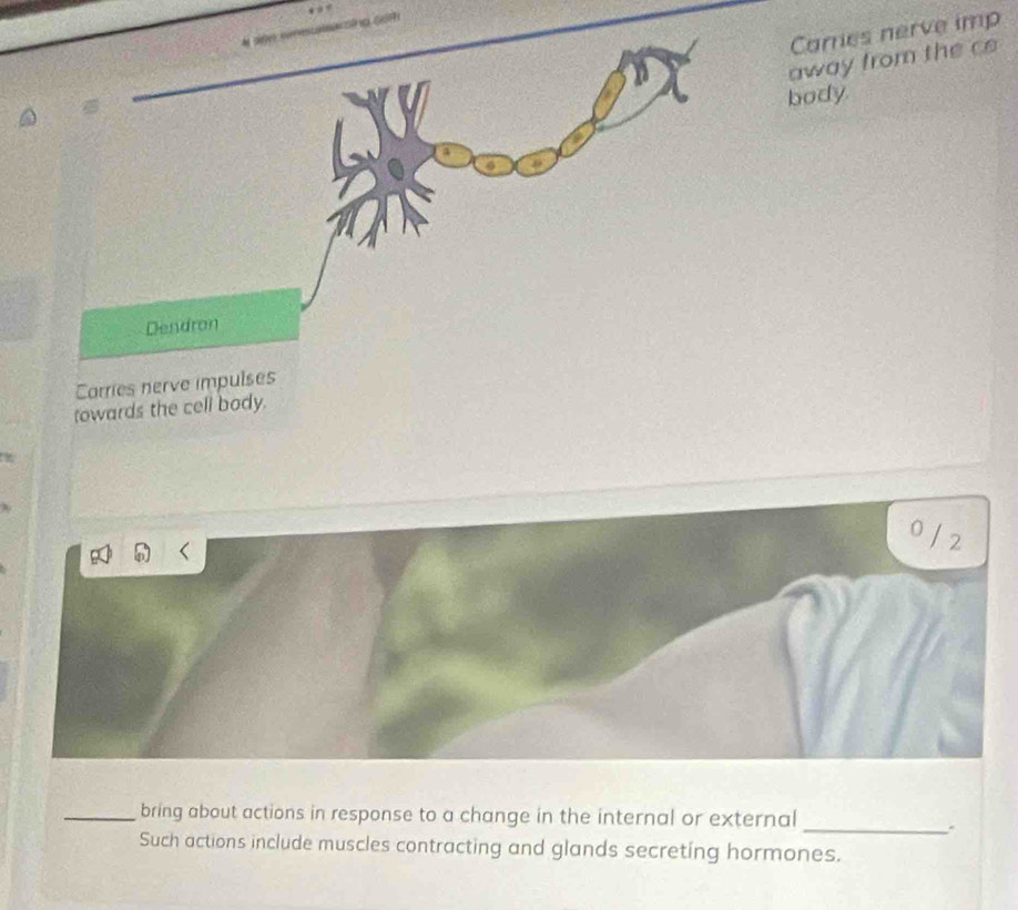 Cares nerve imp 
away from the c 
body. 
Dendron 
Carries nerve impulses 
towards the cell body.
0 / 2
_bring about actions in response to a change in the internal or external 
_ 
Such actions include muscles contracting and glands secreting hormones.