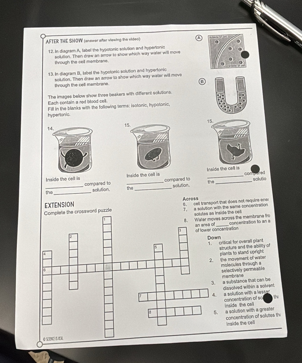AFTER THE SHOW (answer after viewing the video) a 
12. In diagram A, Iabel the hypotonic solution and hypertonic
solution. Then draw an arrow to show which way water will move
through the cell membrane.
13. In diagram B, Iabel the hypotonic solution and hypertonic
solution. Then draw an arrow to show which way water will move
B
through the cell membrane.
The images below show three beakers with different solutions.
Each contain a red blood cell.
Fill in the blanks with the following terms: isotonic, hypotonic,
hypertonic.
14. 15.
Inside the cell is Inside the cell is Inside the cell is
compared to _compared to the_ compured
solutio
_the_ solution. the _solution.
Across
EXTENSION
Complete the crossword puzzle 6. cell transport that does not require ener
7. a solution with the same concentration
lutes as inside the cell
s across the membrane fro
_concentration to an a
ncentration
n
critical for overall plant
structure and the ability of
plants to stand upright
the movement of water
molecules through a
selectively permeable
membrane
a substance that can be
dissolved within a solvent
a solution with a lesser
tha
concentration of so
inside the cell. a solution with a greater
concentration of solutes th
inside the cell