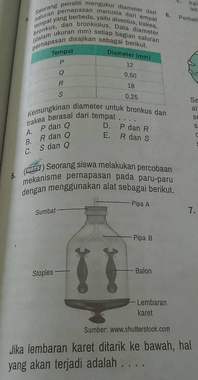 bal
Seorang peneliti mengukur diameter dar
lek
saluran perapasan manusia dari empat
6. Perhati
tempat yang berbeda, yaitu alveolus, trakea,
bronkus, dan bronkiolus. Data diameter
(dalam ukuran mm) setiap bagian saluran
asan disajikan sebagai
Se
Kemungkintuk bronkus dan al
trakea berasal dari tempat . . . .
s
A. P dan Q D. P dan R
B. R dan Q E. R dan S
C
C. S dan Q s
5. (607 ) Seorang siswa melakukan percobaan
mekanisme pernapasan pada paru-paru
dengan menggunakan alat sebagai berikut.
7.
Sumber: www.shutterstock.com
Jika lembaran karet ditarik ke bawah, hal
yang akan terjadi adalah . . . .