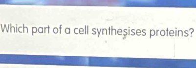 Which part of a cell syntheşises proteins?