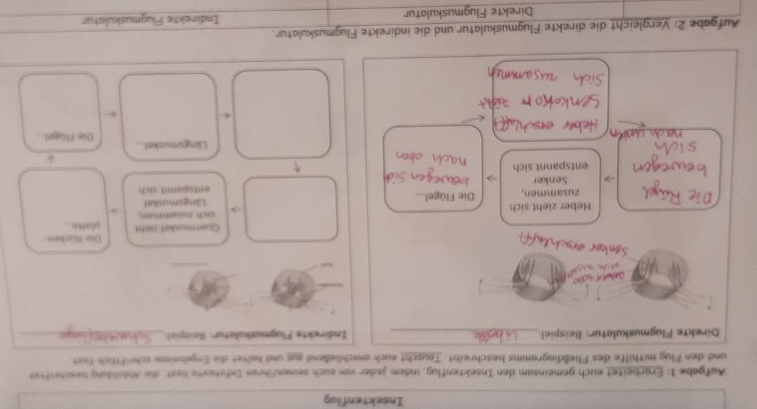 Insektenflug 
Aufgabe 1: Ergrbeitet euch gemeinsam den Insektenflug, indem jeder von euch seinenfhren Infetexte liest. die Abbildung beschriftet 
und den Flug mithilfe des Fließdiagramms beschreibt. Tauscht euch anschließend aus und haltet die Ergebnisse schriftlich fest 
Direkte Flugmuskulatur: Beispiel:_ Indirekte Flogmakulatur: (keispio)_ 
Die Rücken 
Quermuskel zieht platte . 
Heber zieht sich sach Rusammen, 
zusammen, Die Flügel... Längsmuskel 
Senker entspannt sich 
entspannt sich 
Längsmuskei... Die Flügel 
Aufgabe 2: Vergleicht die direkte Flugmuskulatur und die indirekte Flugmuskulatur. 
Direkte Flugmuskulatur Indirekte Flugmuskulatur