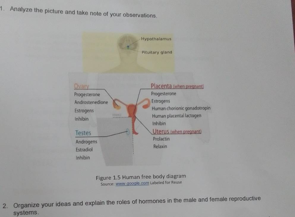 Analyze the picture and take note of your observations. 
Figure 1.5 Human free body diagram 
Source: www google com Labeled for Reuse 
2. Organize your ideas and explain the roles of hormones in the male and female reproductive 
systems.