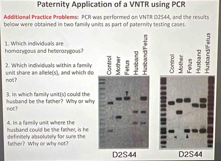 Paternity Application of a VNTR using PCR
Additional Practice Problems: PCR was performed on VNTR D2S44, and the results
below were obtained in two family units as part of paternity testing cases.
1. Which individuals are
homozygous and heterozygous?
2. Which individuals within a family ξ ξ 
unit share an allele(s), and which do
2
2
not?
3. In which family unit(s) could the
husband be the father? Why or why
not?
4. In a family unit where the
husband could be the father, is he
definitely absolutely for sure the
father? Why or why not?
D2S44 D2S44