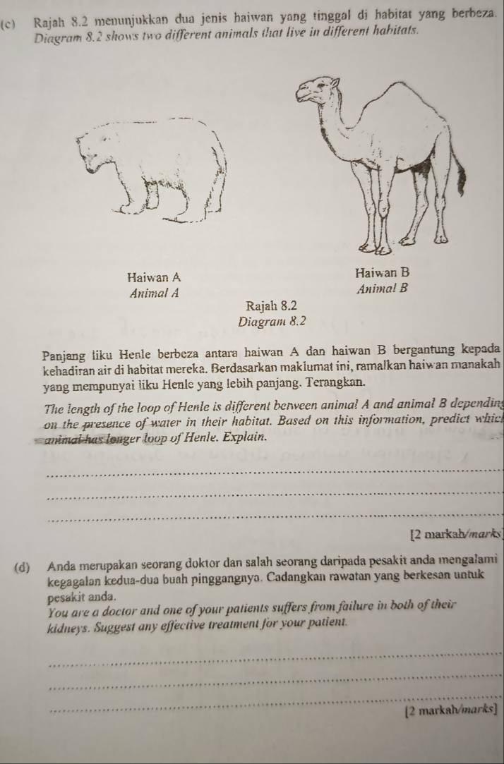 Rajah 8.2 menunjukkan dua jenis haiwan yang tinggal di habitat yang berbeza. 
Diagram 8.2 shows two different animals that live in different habitats. 
Haiwan A 
Animal A 
Rajah 8.2 
Diagram 8.2 
Panjang liku Heßle berbeza antara haiwan A dan haiwan B bergantung kepada 
kehadiran air di habitat mereka. Berdasarkan maklumat ini, ramalkan haiwan manakah 
yang mempunyai liku Henle yang lebih panjang. Terangkan. 
The length of the loop of Henle is different between animal A and animal B depending 
on the presence of water in their habitat. Based on this information, predict which 
animal has longer loop of Henle. Explain. 
_ 
_ 
_ 
[2 markab/marks] 
(d) Anda merupakan seorang doktor dan salah seorang daripada pesakit anda mengalami 
kegagalan kedua-dua buah pinggangnya. Cadangkan rawatan yang berkesan untuk 
pesakit anda. 
You are a doctor and one of your patients suffers from failure in both of their 
kidneys. Suggest any effective treatment for your patient. 
_ 
_ 
_ 
[2 markah/marks]