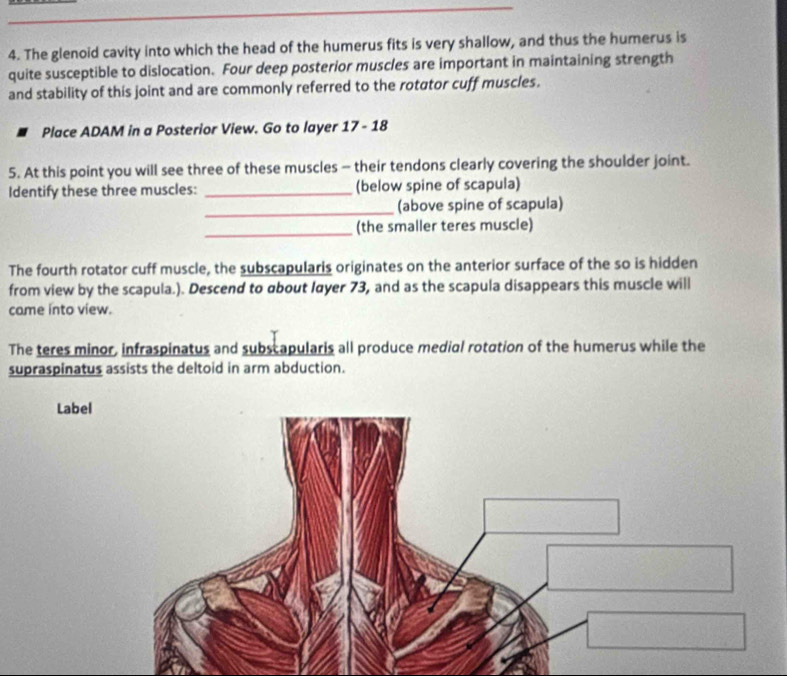 The glenoid cavity into which the head of the humerus fits is very shallow, and thus the humerus is 
quite susceptible to dislocation. Four deep posterior muscles are important in maintaining strength 
and stability of this joint and are commonly referred to the rotator cuff muscles. 
Place ADAM in a Posterior View. Go to layer 17-18
5. At this point you will see three of these muscles - their tendons clearly covering the shoulder joint. 
Identify these three muscles: _(below spine of scapula) 
_ 
(above spine of scapula) 
_(the smaller teres muscle) 
The fourth rotator cuff muscle, the subscapularis originates on the anterior surface of the so is hidden 
from view by the scapula.). Descend to about layer 73, and as the scapula disappears this muscle will 
came into view. 
The teres minor, infraspinatus and subscapularis all produce medial rotation of the humerus while the 
supraspinatus assists the deltoid in arm abduction. 
Label