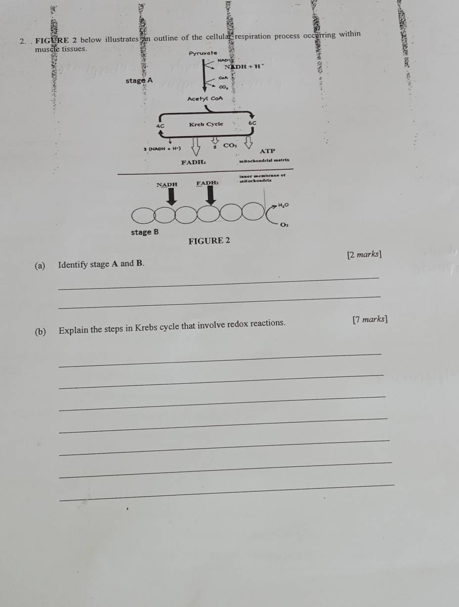 A 
2. FIGURE 2 below illustrates an outline of the cellulal respiration process occurring within 
muscle tissues. 
ste
NADH + H * 
stage A 
CoA 
∞ 
Acetyl CoA
4C Kreb Cycle 6C
3 (NAOH + H·) CO ATP
FADH: mitochondríal matríx 
(a) Identify stage A and B. [2 marks] 
_ 
_ 
(b) Explain the steps in Krebs cycle that involve redox reactions. [7 marks] 
_ 
_ 
_ 
_ 
_ 
_ 
_