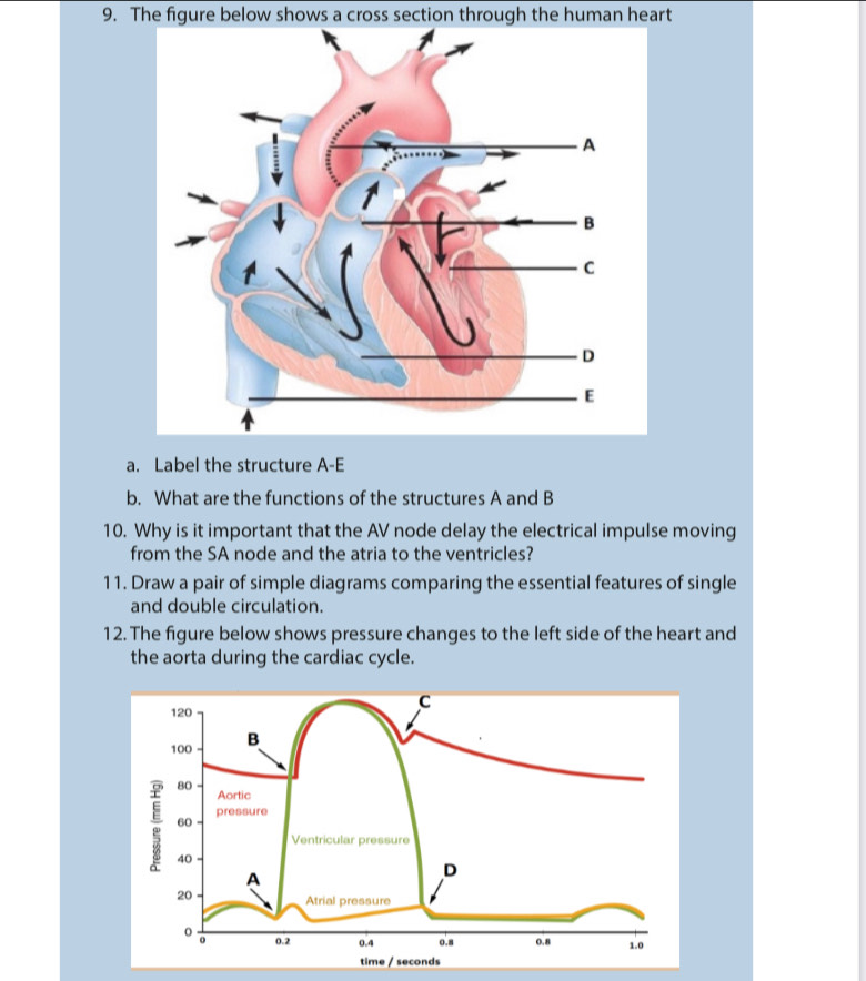 Solved: The figure below shows a cross section through the human heart ...