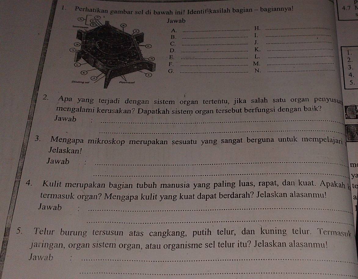 Perhatikan gambar sel di bawah ini! Identifikasilah bagian - bagiannya! 4.7 
S 
Jawab 
A. 
_H._ 
B._ 
I._ 
C._ 
J. 
_ 
D._ 
K._ 
1. 
E._ 
L._ 
2. 
F._ 
M._ 
3. 
G._ 
N._ 
4. 
5. 
2. Apa yang terjadi dengan sistem organ tertentu, jika salah satu organ penyusum 
mengalami kerusakan? Dapatkah sistem organ tersebut berfungsi dengan baik? 
Jawab :_ 
_ 
3. Mengapa mikroskop merupakan sesuatu yang sangat berguna untuk mempelajari 
Jelaskan! 
Jawab 
_ 
m 
_ 
ya 
4. Kulit merupakan bagian tubuh manusia yang paling luas, rapat, dan kuat. Apakah k te 
termasuk organ? Mengapa kulit yang kuat dapat berdarah? Jelaskan alasanmu! a 
Jawab :_ 

_ 
5. Telur burung tersusun atas cangkang, putih telur, dan kuning telur. Termasuk 
jaringan, organ sistem organ, atau organisme sel telur itu? Jelaskan alasanmu! 
Jawab 
_ 
_