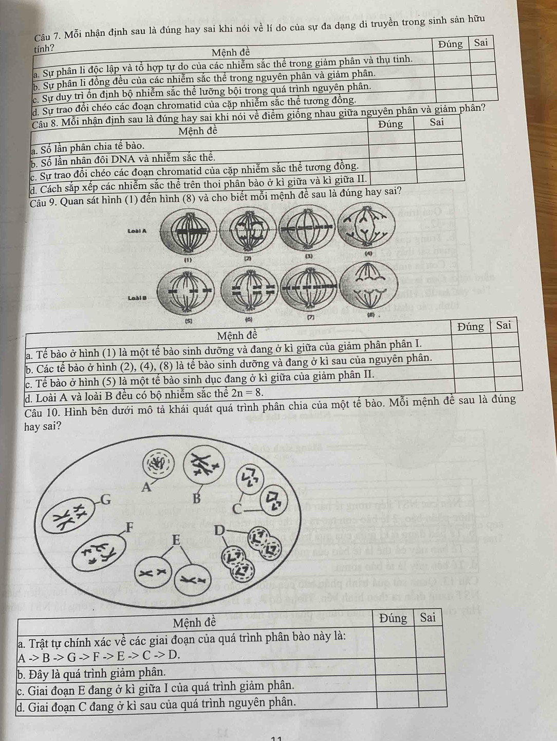 Mỗi nhận định sau là đúng hay sai khi nói về lí do của sự đa dạng di truyền trong sinh sản hữu
tính? Đúng Sai
Mệnh đề
a. Sự phân li độc lập và tổ hợp tự do của các nhiễm sắc thể trong giảm phân và thụ tinh.
b. Sự phân li đồng đều của các nhiễm sắc thể trong nguyên phân và giảm phân.
c. Sự duy trì ồn định bộ nhiễm sắc thể lưỡng bội trong quá trình nguyên phân.
d. Sự trao đổi chéo các đoạn chromatid của cặp nhiễm sắc thể tương đồng.
Câu 8. Mỗi nhận định sau là đúng hay sai khi nói về điểm giống nhau giữa nguyên phân và giảm phân?
Mệnh đề Đúng Sai
la. Số lần phân chia tế bào.
b. Số lần nhân đôi DNA và nhiễm sắc thể.
c. Sự trao đồi chéo các đoạn chromatid của cặp nhiễm sắc thể tương đồng.
d. Cách sắp xếp các nhiễm sắc thể trên thoi phân bào ở kì giữa và kì giữa II.
Câu 9. Quan sátnh (8) và cho biết mỗi mệnh đề sau là đúng hay sai?
Đúng
Mệnh đề Sai
a. Tế bào ở hình (1) là một tế bào sinh dưỡng và đang ở kì giữa của giảm phân phân I.
b. Các tế bào ở hình (2), (4), (8) là tế bào sinh dưỡng và đang ở kì sau của nguyên phân.
c. Tế bào ở hình (5) là một tế bào sinh dục đang ở kì giữa của giảm phân II.
d. Loài A và loài B đều có bộ nhiễm sắc thể 2n=8.
Câu 10. Hình bên dưới mô tả khái quát quá trình phân chia của một tế bào. Mỗi mệnh đề sau là đúng
hay sai?
Mệnh đề Đúng Sai
a. Trật tự chính xác về các giai đoạn của quá trình phân bào này là:
Ato Bto Gto Fto Eto Cto D.
b. Đây là quá trình giảm phân.
c. Giai đoạn E đang ở kì giữa I của quá trình giảm phân.
d. Giai đoạn C đang ở kì sau của quá trình nguyên phân.