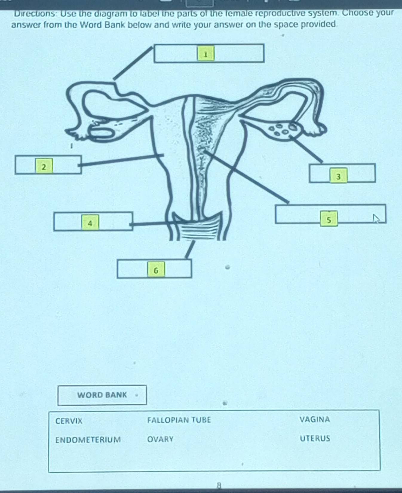 Directions: Use the diagram to label the parts of the female reproductive system. Choose your 
answer from the Word Bank below and write your answer on the space provided. 
WORD BANK u 
CERVIX ALLOPIAN TUBE VAGINA 
ENDOMETERIUM OVARY UTERUS 
8