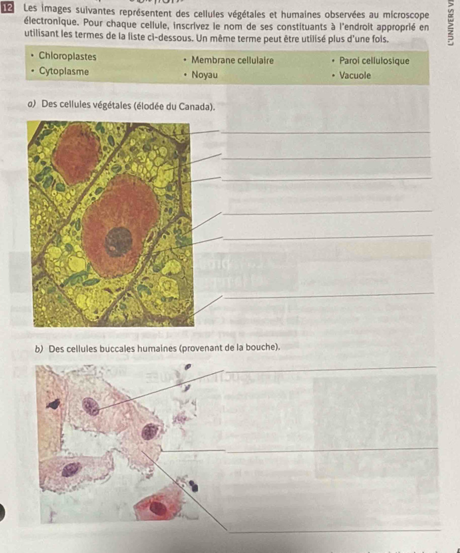 Les images suivantes représentent des cellules végétales et humaines observées au microscope 
électronique. Pour chaque cellule, inscrivez le nom de ses constituants à l'endroit approprié en 
utilisant les termes de la liste cì-dessous. Un même terme peut être utilisé plus d’une fols. 
Chloroplastes Membrane cellulaire Paroi cellulosique 
Cytoplasme Noyau Vacuole 
o) Des cellules végétales (élodée du Canada). 
__ 
_ 
_ 
_ 
_ 
_ 
b) Des cellules buccales humaines (provenant de la bouche).