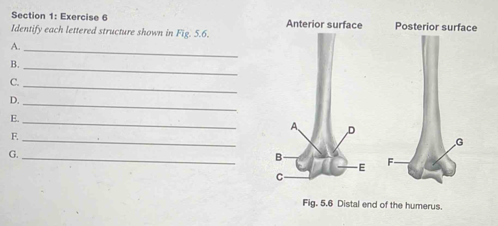 Solved: Identify each lettered structure shown in Fig. 5.6. A._ B._ C ...