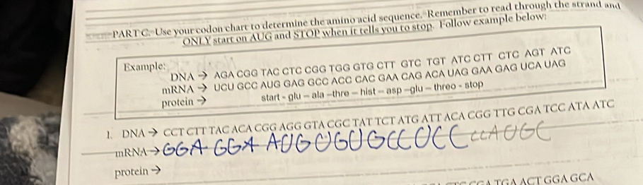 ===PARTC. Use your codon chart to determine the amino acid sequence. Remember to read through the strand and 
ONLY start on AUG and STOP when it tells you to stop. Follow example below: 
DNA → AGA CGG TAC CTC CGG TGG GTG CTT GTC TGT ATC CTT CTC AGT ATC 
Example: 
mRNA → UCU GCC AUG GAG GCC ACC CAC GAA CAG ACA UAG GAA GAG UCA UAG 
protein - start - glu — ala —thre — hist = asp —glu = threo - stop 
_ 
_1、DNA → CCT CTT TAC ACA CGG AGG GTA CGC TAT TCT ATG ATT ACA CGG TTG CGA TCC ATA ATC 
_ 
_mRNA_ 
protein_ 
_ 
_ 
_ 
_ 
G ACT GGA GC