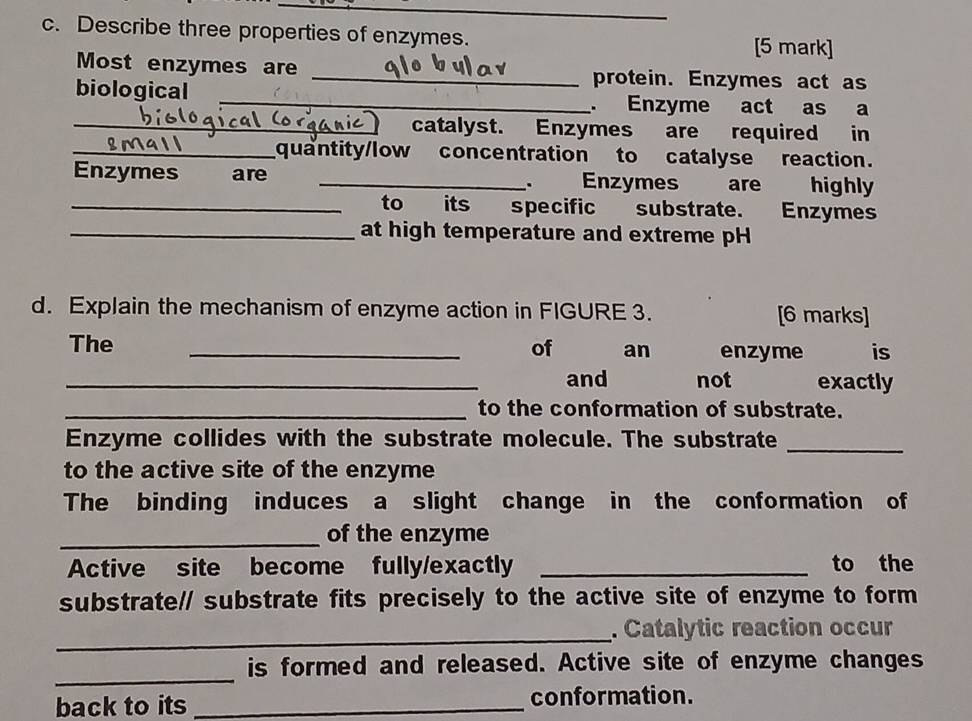 Describe three properties of enzymes. [5 mark] 
Most enzymes are _protein. Enzymes act as 
biological _. Enzyme act as a 
_ catalyst. Enzymes are required in 
_quantity/low concentration to catalyse reaction. 
Enzymes are _、 Enzymes are highly 
_to its specific substrate. Enzymes 
_at high temperature and extreme pH 
d. Explain the mechanism of enzyme action in FIGURE 3. [6 marks] 
The _of an enzyme is 
_and not exactly 
_to the conformation of substrate. 
Enzyme collides with the substrate molecule. The substrate 
_ 
to the active site of the enzyme 
The binding induces a slight change in the conformation of 
_of the enzyme 
Active site become fully/exactly _to the 
substrate/ substrate fits precisely to the active site of enzyme to form 
_ 
. Catalytic reaction occur 
_ 
is formed and released. Active site of enzyme changes 
back to its_ 
conformation.