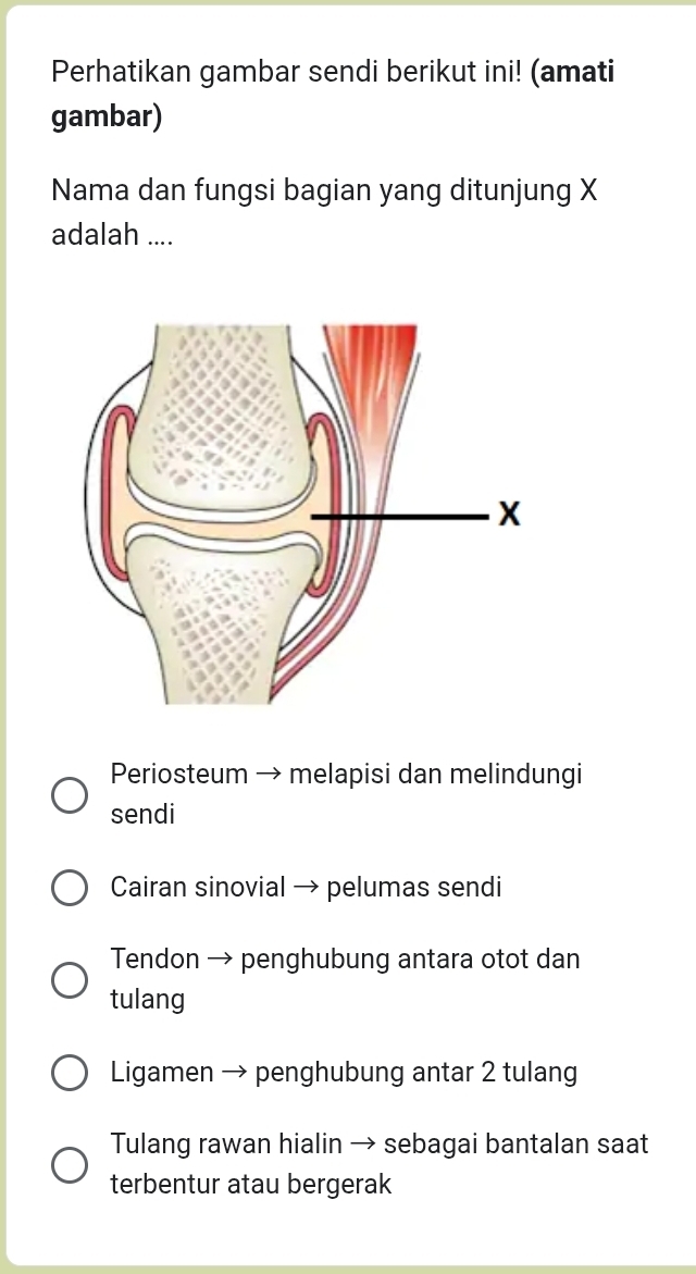 Perhatikan gambar sendi berikut ini! (amati
gambar)
Nama dan fungsi bagian yang ditunjung X
adalah ....
Periosteum → melapisi dan melindungi
sendi
Cairan sinovial → pelumas sendi
Tendon → penghubung antara otot dan
tulang
Ligamen → penghubung antar 2 tulang
Tulang rawan hialin → sebagai bantalan saat
terbentur atau bergerak