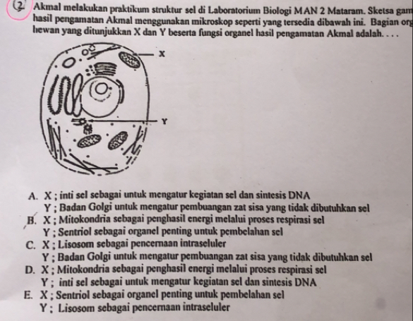 Akmal mełakukan praktíkum struktur sel di Laboratorium Biologi MAN 2 Mataram. Sketsa gam
hasil pengamatan Äkmal menggunakan mikroskop seperti yang tersedia dibawah ini. Bagian org
hewan yang ditunjukkan X dan Y beserta fungsi organel hasil pengamatan Akmal adalah. . . .
A. X; inti sel sebagai untuk mengatur kegiatan sel dan sintesis DNA
Y; Badan Golgi untuk mengatur pembuangan zat sisa yang tidak dibutuhkan sel
B. X; Mitokondria sebagai penghasil energi melalui proses respirasi sel
Y; Sentriol sebagai organel penting untuk pembelahan sel
C. X; Lisosom sebagai pencernaan intraseluler
Y; Badan Golgi untuk mengatur pembuangan zat sisa yang tidak dibutuhkan sel
D. X; Mitokondria sebagai penghasil energi melalui proses respirasi sel
Y; inti sel sebagai untuk mengatur kegiatan sel dan sintesis DNA
E. X; Sentriol sebagai organel penting untuk pembelahan sel
Y;Lisosom sebagai pencernaan intraseluler