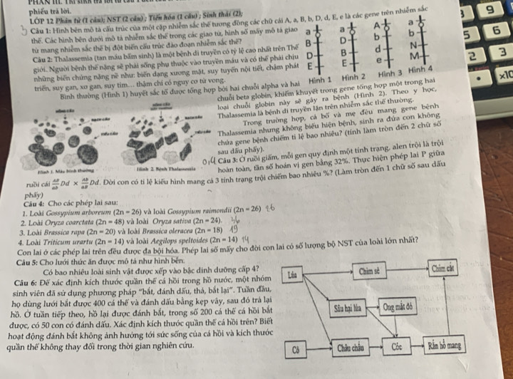 PHán Il Th sinh t t
phiếu trả lời.
LÓP 12 Phân tử (1 câu); NST (2 câu) ; Tiến hóa (1 câu) ; Sinh thái (2);
Câu 1: Hình bên mô tả cấu trúc của một cặp nhiêm sắc thể tương đồng các chữ cái A, a, B, b, D, d, E, e là các gene trên nhiễm sắc 3 9
thểế. Các hình bên dưới mô tả nhiễm sắc thể trong các giao từ, hình số mãy mô tả giao a a A a
từ mang nhiễm sắc thế bị đột biến cấu trúc đảo đoạn nhiễm sắc thể? B D b b 5 6
Câu 2: Thalassemia (tan máu bấm sinh) là một bệnh di truyền có tỷ lệ cao nhất trên Thế B d N
giới. Người bệnh thế nặng sẽ phải sống phụ thuộc vào truyền máu và có thể phải chịu D
những biến chứng năng nề như: biến dạng xương mặt, suy tuyến nội tiết, chậm phát E E e M 2 3
triển, suy gan, xơ gan, suy tim.. thậm chí có nguy cơ từ vong. Hình 1 Hình 2 Hình 3 Hình 4 x10
Bình thường (Hình 1) huyết sắc tố được tổng hợp bởi hai chuỗi alpha và hai
huỗi beta globin, khiếm khuyết trong gene tổng hợp một trong hai
ại chuỗi globin này sẽ gây ra bệnh (Hình 2). Theo y học,
halassemia là bệnh di truyền lận trên nhiễm sắc thể thường.
Trong trường hợp, cá bố và mẹ đều mang gene bệnh
halassemia nhưng không biểu hiện bệnh, sinh ra đứa con không
hứa gene bệnh chiếm ti lệ bao nhiêu? (tính làm tròn đến 2 chữ số
u dấu phẩy).
Câu 3: Ở ruồi giấm, mỗi gen quy định một tính trạng, alen trội là trội
oàn toàn, tần số hoán vị gen bằng 32%. Thực hiện phép lai P giữa
phấy) 2. Dời con có tỉ lệ kiểu hình mang cá 3 tính trang trội chiếm bao nhiêu %? (Làm tròn đến 1 chữ số sau dấu
ruồi cái  AB/ab  Dd *  Ab/aB Dd
Câu 4: Cho các phép lai sau:
1. Loài Gossypium arboreum (2n-26) và loài Gossypium raimondii (2n=26)
2. Loài Oryza coarctata (2n=48) và loài Oryza sativa (2n-24).
3. Loài Brassica rapa (2n=20) và loài Brassica oleracea (2n-18)
4. Loài Triticum urartu (2n-14) và loài Aegilops speltoides (2n-14)
Con lai ở các phép lai trên đều được đa bội hóa. Phép lai số mãy cho đời con lai có số lượng bộ NST của loài lớn nhất?
Câu 5: Cho lưới thức ăn được mô tả như hình bến.
Có bao nhiêu loài sinh vật được xếp vào bậc dinh dưỡng cấp 4?
Câu 6: Để xác định kích thước quần thể cá hồi trong hồ nước, một nhóm
sinh viên đã sử dụng phương pháp “bắt, đánh dấu, thả, bắt lại”. Tuần đầu
họ dùng lưới bắt được 400 cá thể và đánh dấu bằng kẹp vây, sau đó trả lạ
hồ. Ở tuần tiếp theo, hồ lại được đánh bắt, trong số 200 cá thể cá hồi bắ
được, có 50 con có đánh dấu. Xác định kích thước quần thế cá hồi trên? Bi
hoạt động đánh bắt không ảnh hướng tới sức sống của cá hồi và kích thướ
quần thể không thay đối trong thời gian nghiên cứu.