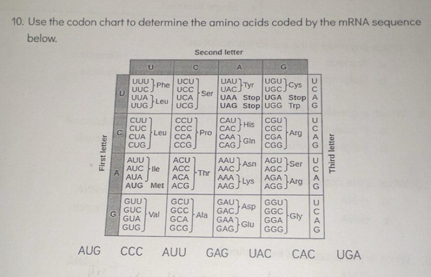 Solved: Use the codon chart to determine the amino acids coded by the ...