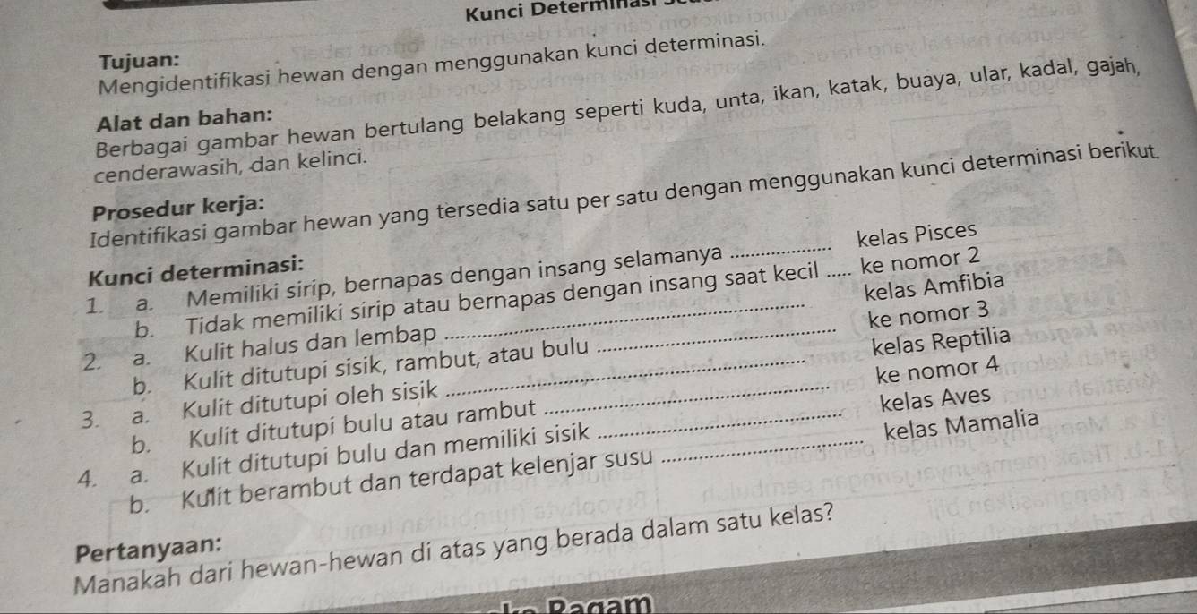 Kunci Determinasi 
Tujuan: 
Mengidentifikasi hewan dengan menggunakan kunci determinasi. 
Berbagai gambar hewan bertulang belakang seperti kuda, unta, ikan, katak, buaya, ular, kadal, gajah, 
Alat dan bahan: 
cenderawasih, dan kelinci. 
Identifikasi gambar hewan yang tersedia satu per satu dengan menggunakan kunci determinasi berikut 
Prosedur kerja: 
1. a. Memiliki sirip, bernapas dengan insang selamanya __kelas Pisces 
Kunci determinasi: 
b. Tidak memiliki sirip atau bernapas dengan insang saat kecil ke nomor 2
2. a. Kulit halus dan lembap __kelas Amfibia 
b. Kulit ditutupi sisik, rambut, atau bulu ke nomor 3
3. a. Kulit ditutupi oleh sisik __kelas Reptilia 
b. Kulit ditutupi bulu atau rambut ke nomor 4
4. a. Kulit ditutupi bulu dan memiliki sisik __kelas Aves 
b. Kulit berambut dan terdapat kelenjar susu kelas Mamalia 
Manakah dari hewan-hewan di atas yang berada dalam satu kelas? 
Pertanyaan: 
Ragam