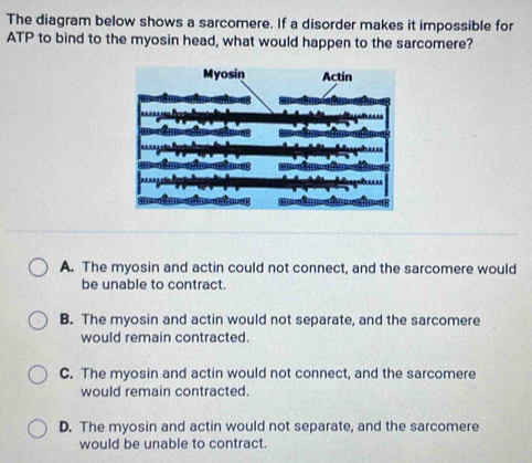 The diagram below shows a sarcomere. If a disorder makes it impossible for
ATP to bind to the myosin head, what would happen to the sarcomere?
A. The myosin and actin could not connect, and the sarcomere would
be unable to contract.
B. The myosin and actin would not separate, and the sarcomere
would remain contracted.
C. The myosin and actin would not connect, and the sarcomere
would remain contracted.
D. The myosin and actin would not separate, and the sarcomere
would be unable to contract.