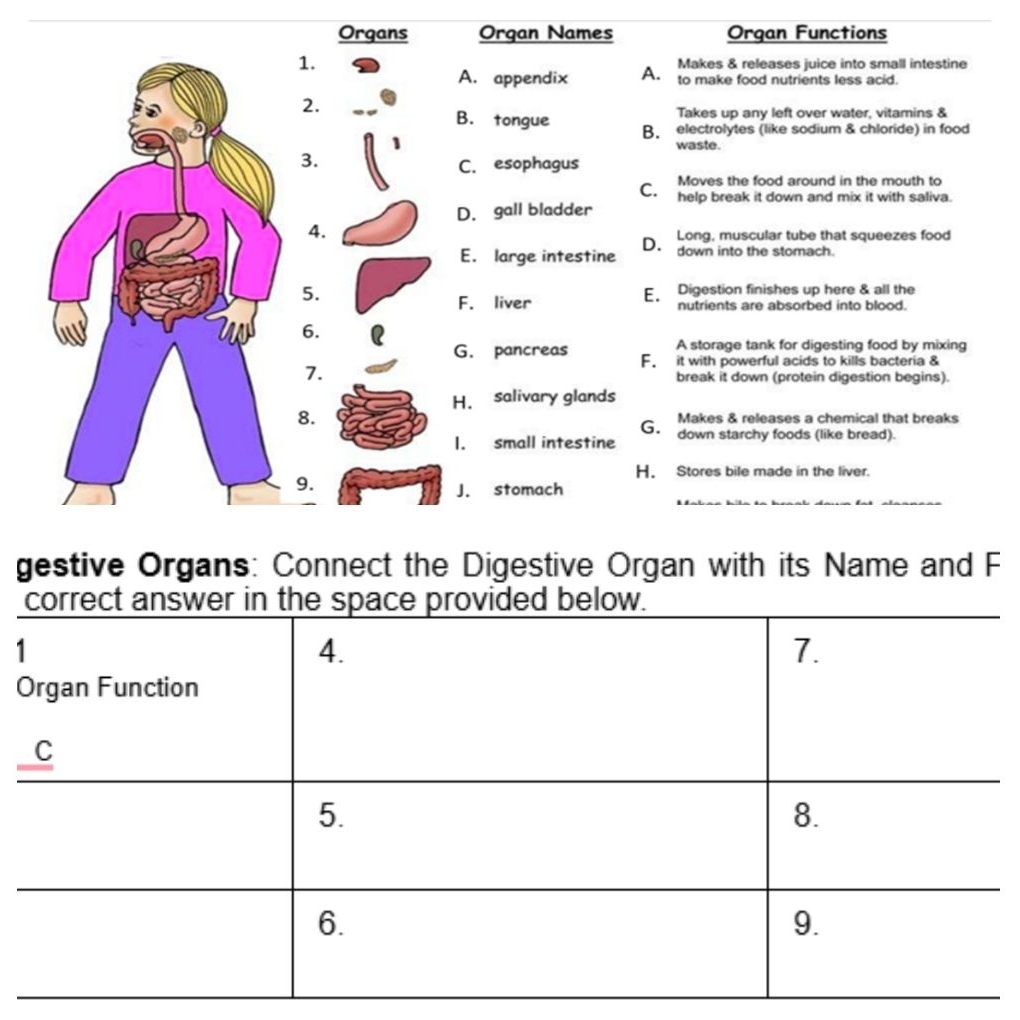 Organs Organ Names Organ Functions
1. Makes & releases juice into small intestine
A. appendix A. to make food nutrients less acid.
2.
Takes up any left over water, vitamins &
B. tongue B. electrolytes (like sodium & chloride) in food
waste.
3.
C. esophagus
Moves the food around in the mouth to
C. help break it down and mix it with saliva
D. gall bladder
4.
Long, muscular tube that squeezes food
E. large intestine D. down into the stomach.
5. E. Digestion finishes up here & all the
F. liver nutrients are absorbed into blood.
6.
A storage tank for digesting food by mixing
G. pancreas F. it with powerful acids to kills bacteria &
7.
break it down (protein digestion begins).
H. salivary glands
8. Makes & releases a chemical that breaks
G.
1. small intestine down starchy foods (like bread).
9.
H. Stores bile made in the liver.
J. stomach
gestive Organs: Connect the Digestive Organ with its Name and F
1
O